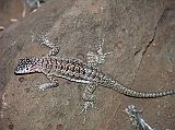 Galapagos 2-2-09 Santa Fe Lava Lizard Endemic to the Galapagos, the colourful lava lizard is a fairly small reptile measuring only about 30cm long. The female has the red colour under her chin. The males are more speckled and bigger. This one is a female.